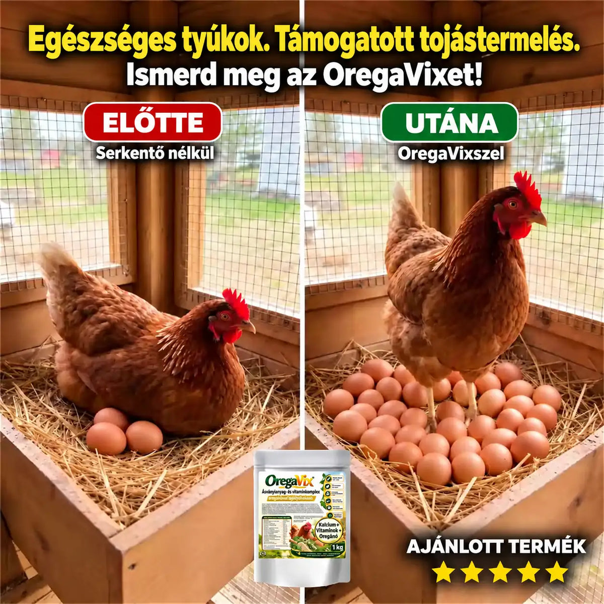 Egészséges tyúkok. Támogatott tojástermelés. OregaVix – előtte és utána.